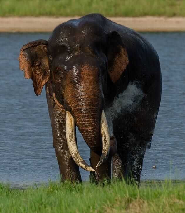 Minneriya Elephant Safari Sri Lanka | Veliro Travel